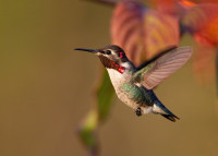 El Jardín de Rocío